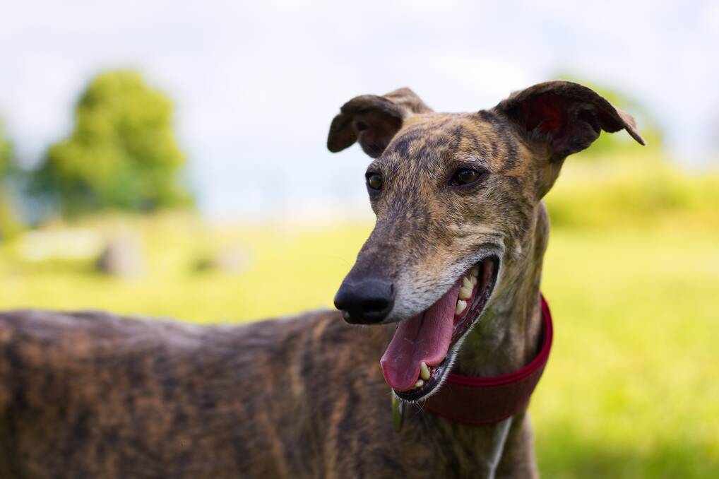 CUTIE: The Greyhounds As Pets (GAP) program has some wonderful ambassadors. Photo: Shutterstock