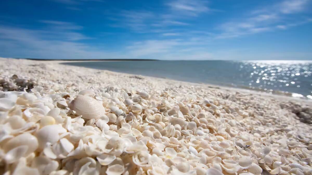 Shell Beach at Shark Bay. Shutterstock
