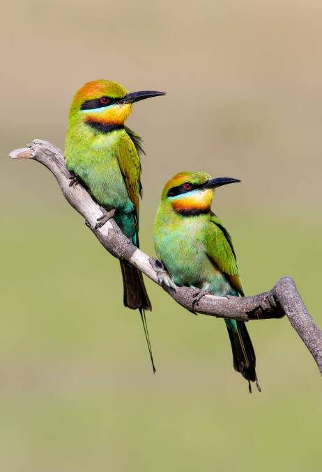 The Rainbow Bee-eater: from Australian Birds in Pictures