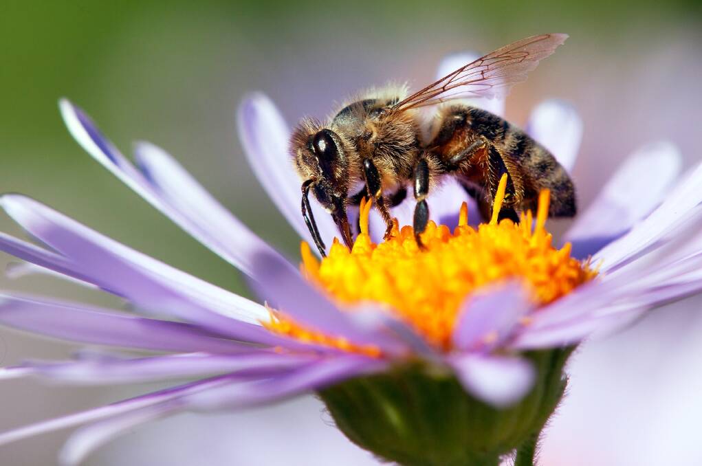 The most common pollinator of garden plants is the humble honeybee. Picture: Shutterstock.