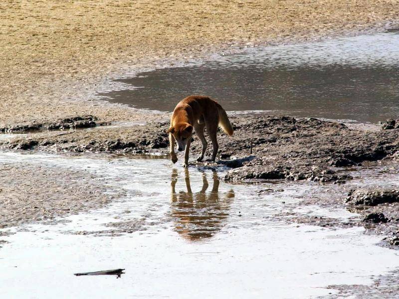 Fraser Island has a history of dingo attacks.