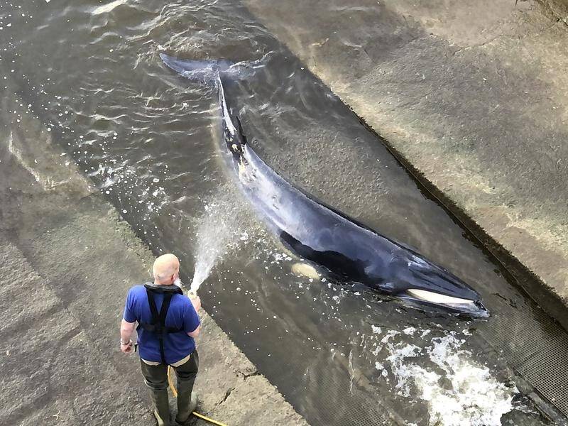Marine life rescuers had said the condition of a whale in the Thames had "deteriorated rapidly".