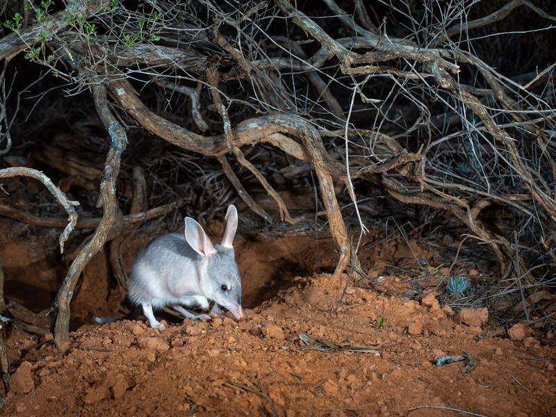 Bilby populations are booming inside predator-free havens, the Australian Wildlife Conservancy says.
