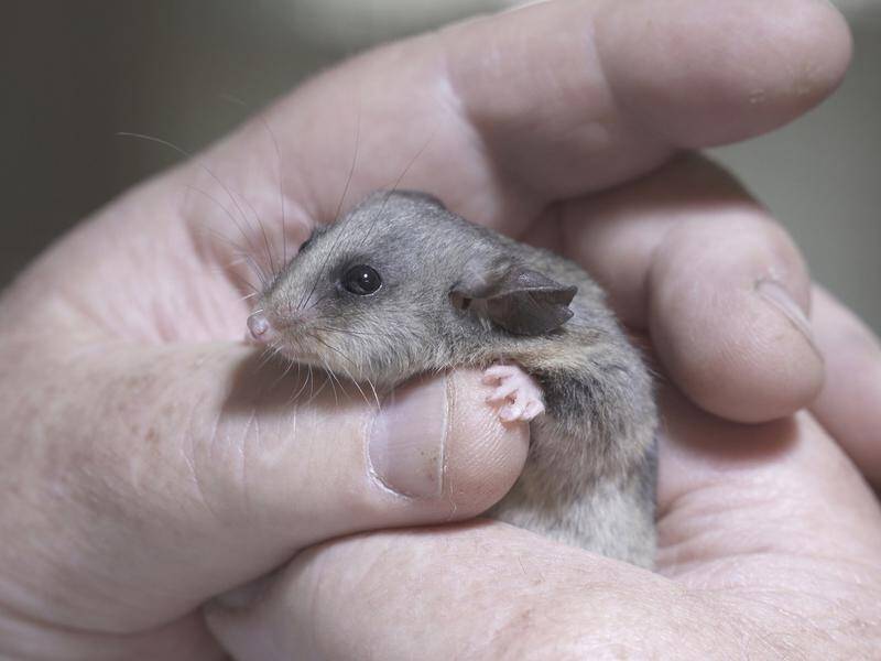 A new facility in NSW could be key to saving the endangered mountain pygmy-possum.