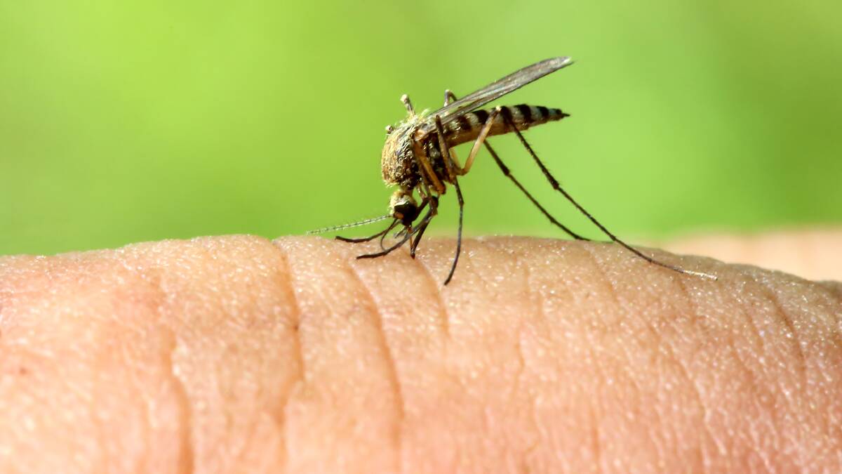 ALERT: A mosquito alert has been issued after Ross River and Barmah Forest virus were found in mozzies near Narrabeen Lagoon. Picture: Shutterstock