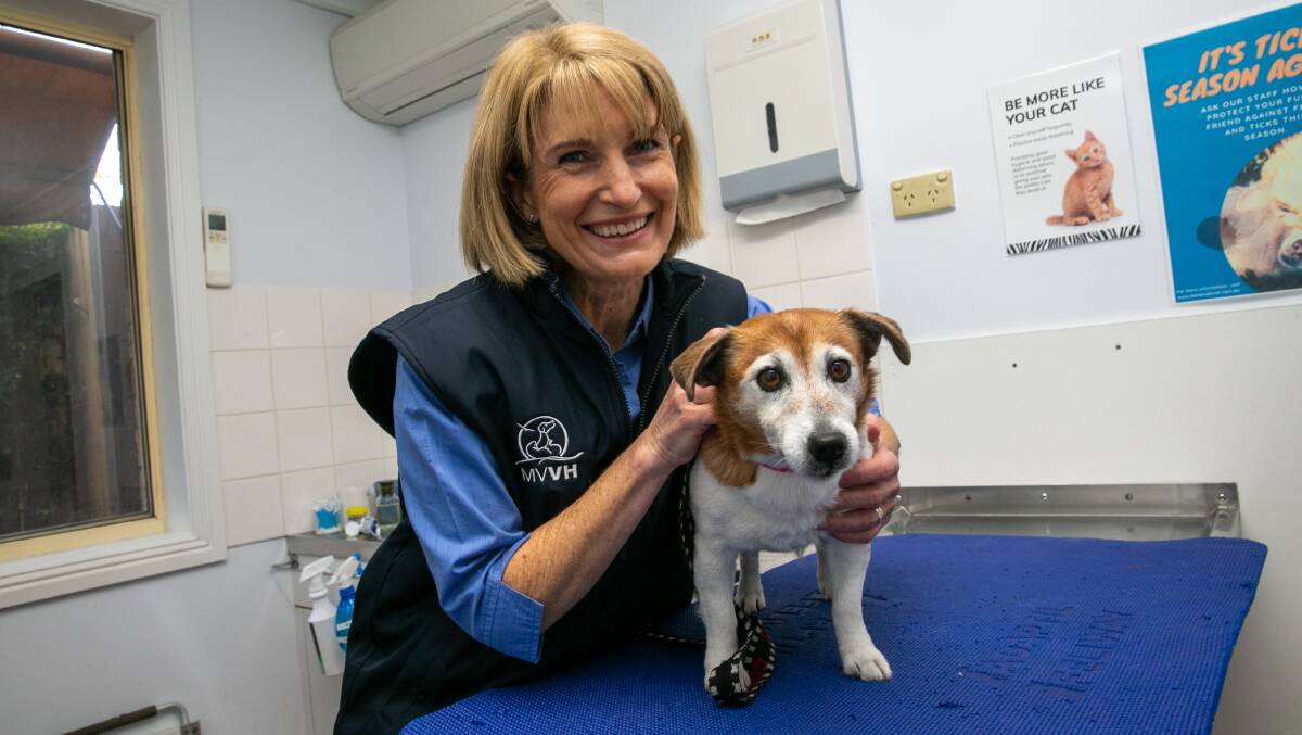 PRECAUTIONS: Pixie the Jack Russell is among the dogs to get vaccinated against leptospirosis this week, vet Dr Jennifer Wingham says. Picture: Geoff Jones